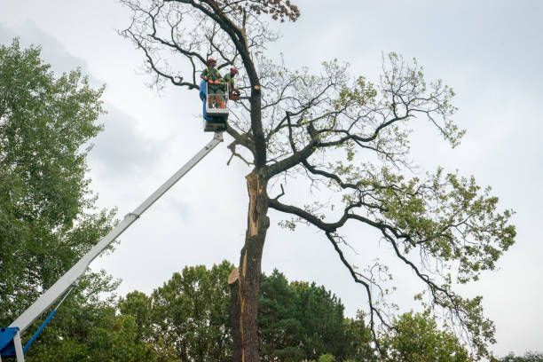 Dakota Ridge, CO  Tree Services Company