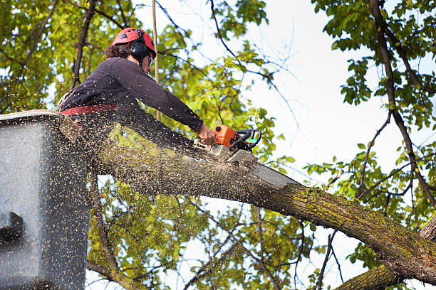 How Our Tree Care Process Works  in  Dakota Ridge, CO